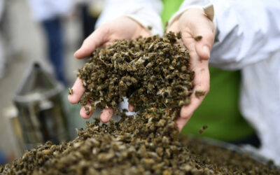Les abeilles bientôt en voie de disparation au Québec ?
